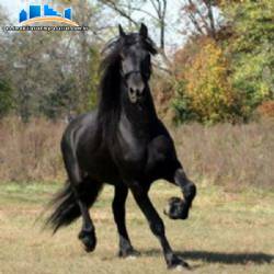 Para la industria de nutrici�n animal